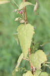 Virginia saltmarsh mallow